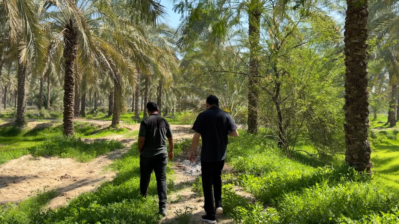 داریوش و هادی شجاری در حال قدم‌زدن میان نخل‌های نخلستان بوشکان بوشهر