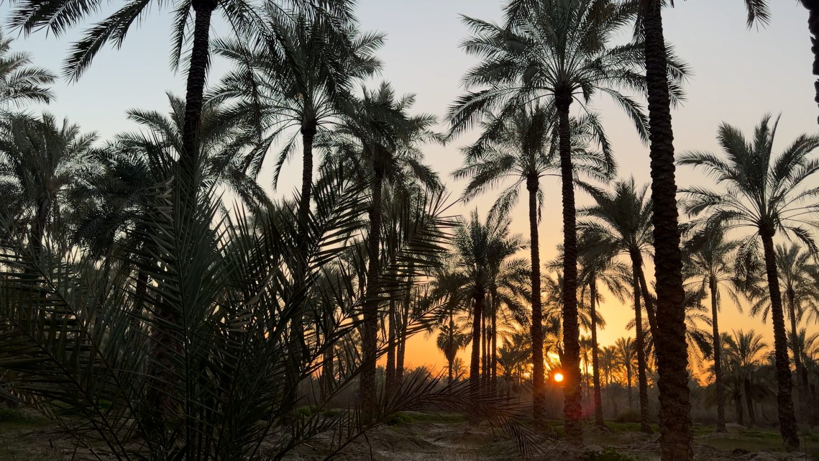 نخلستان مجول