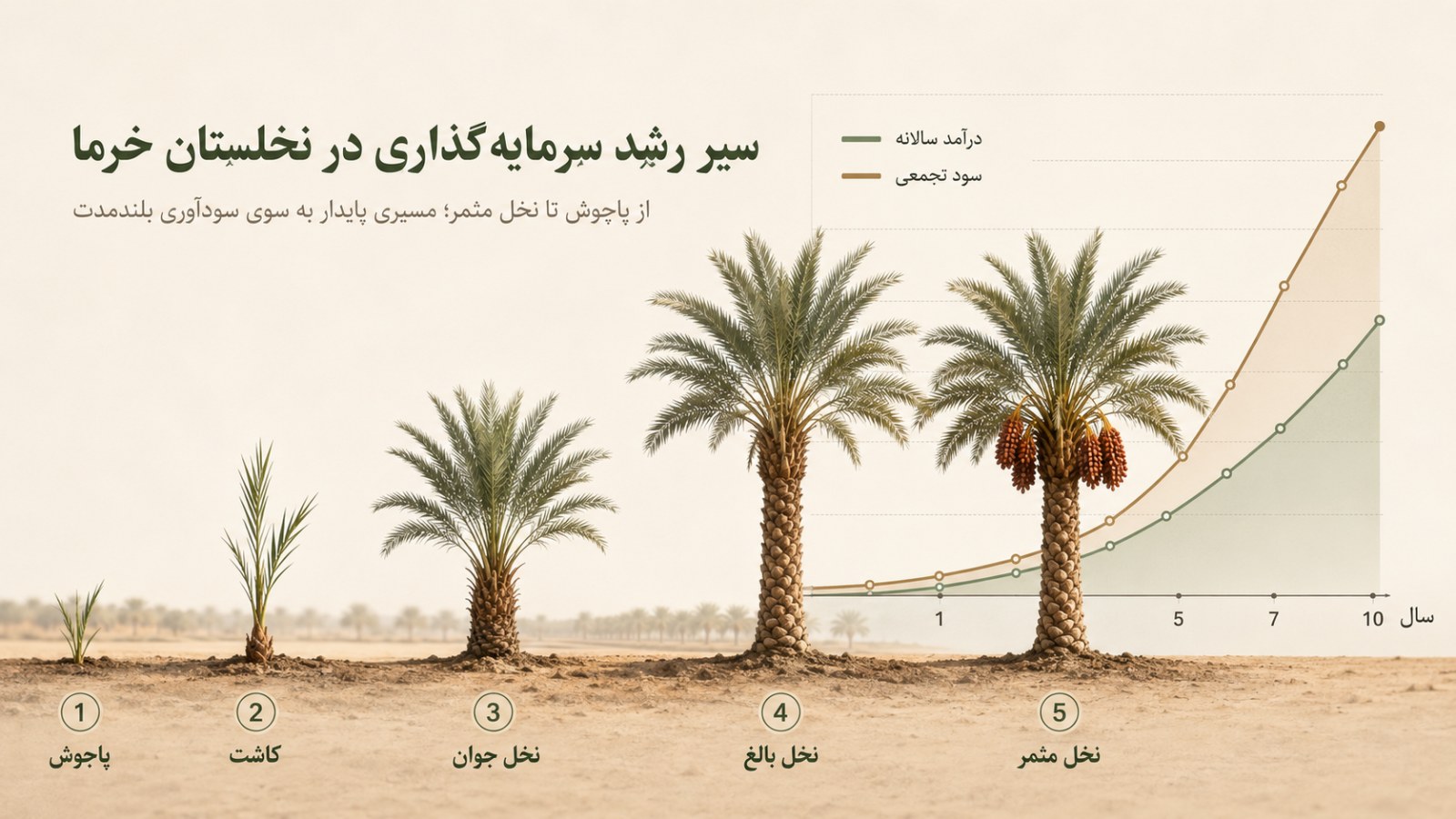 سیر رشد سرمایه‌گذاری در نخلستان خرما: پاچوش، کاشت، نخل جوان، نخل بالغ و نخل مثمر، همراه با منحنی درآمد سالانه و سود تجمعی
