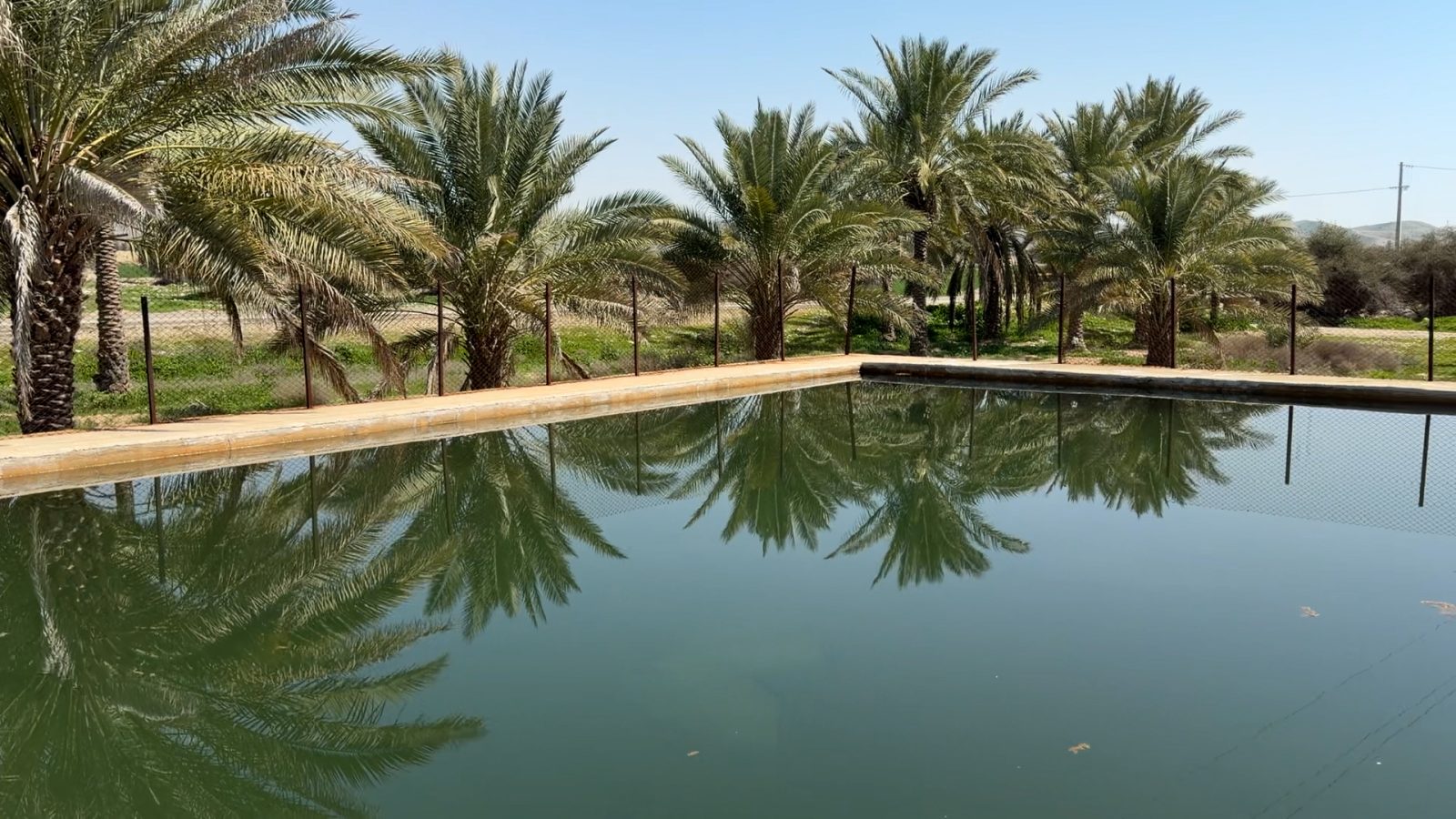 بازتاب نخل‌های نخلستان در استخر ذخیره آب زیر آسمان آبی