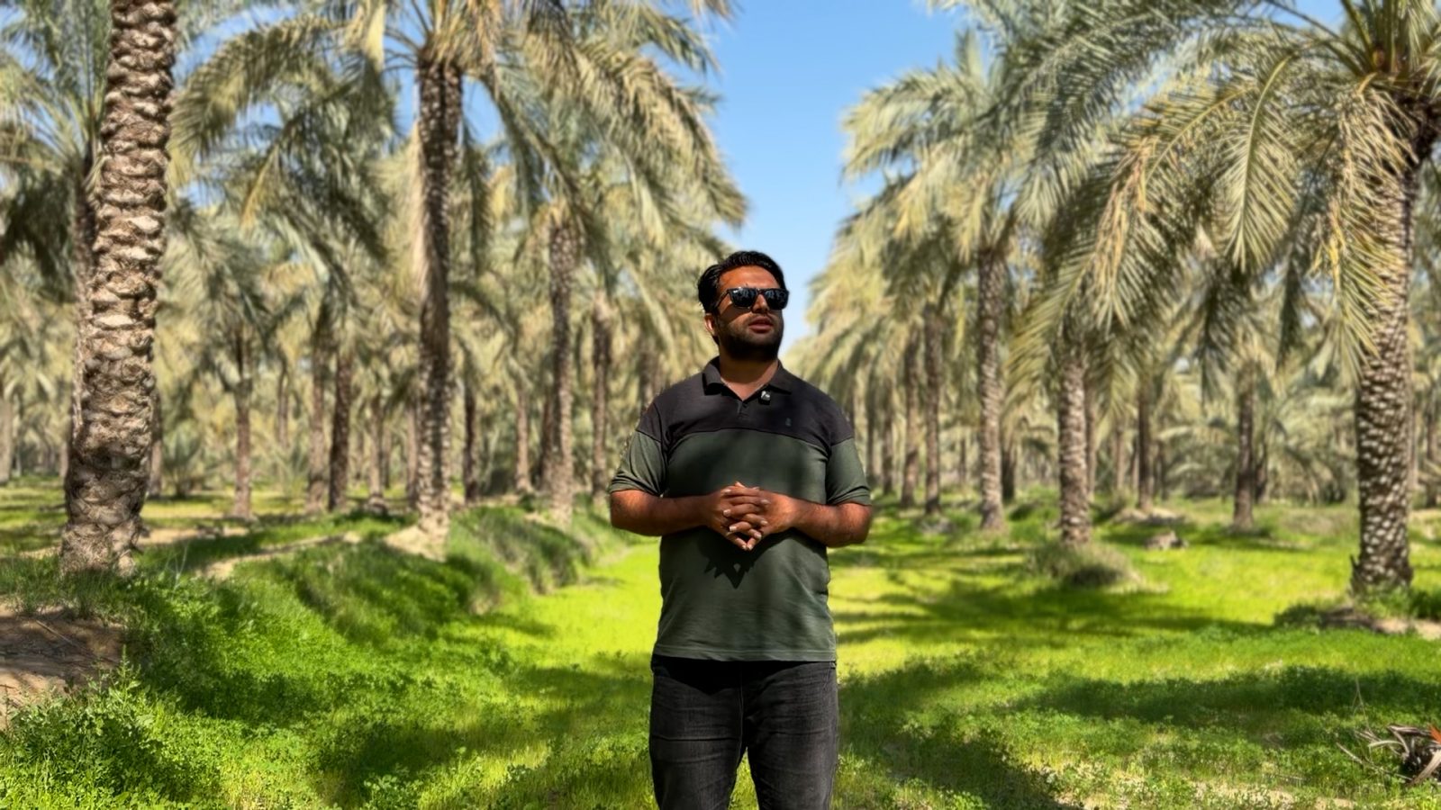 ردیف نخل‌های سرسبز نخلستان جنوب