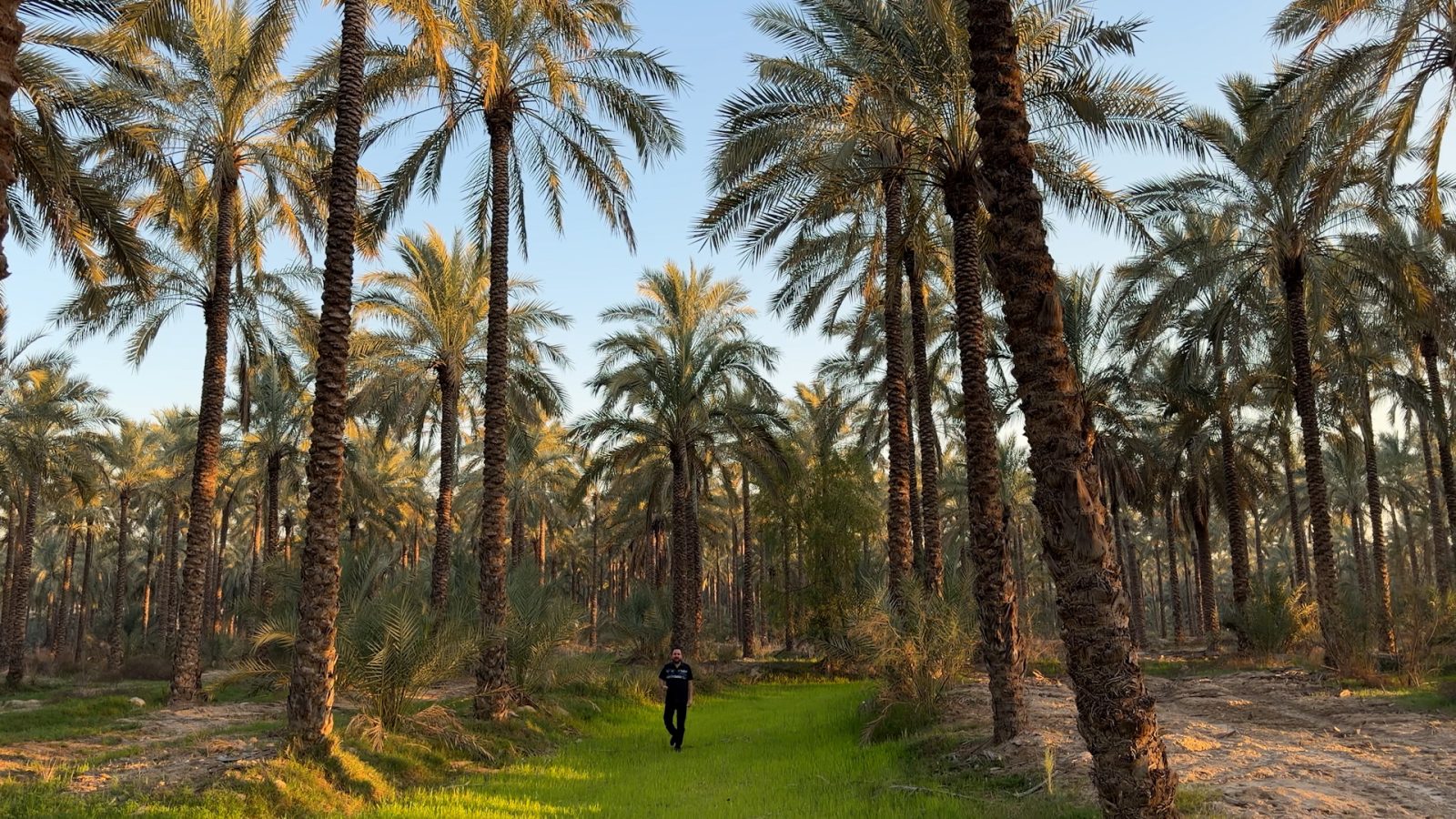 قدم‌زدن میان نخل‌های بلند نخلستان بوشکان