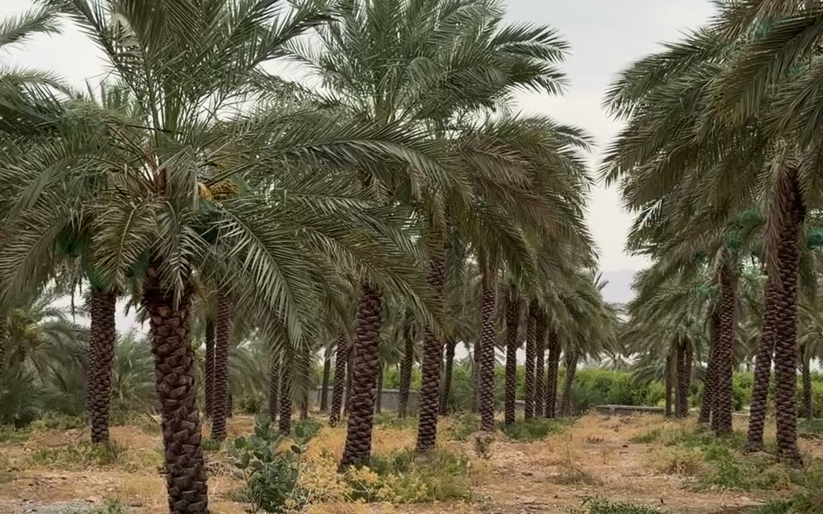 ردیف‌های نخلستان مجول حدوداً سی‌ساله