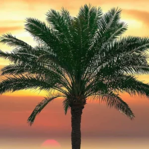 Palm-Tree-gulf shores-1920w