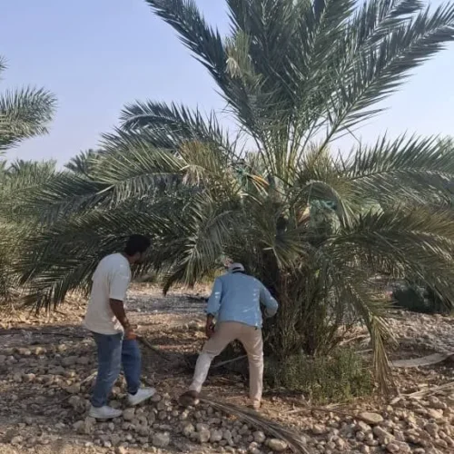 نخلستان خرما - جم