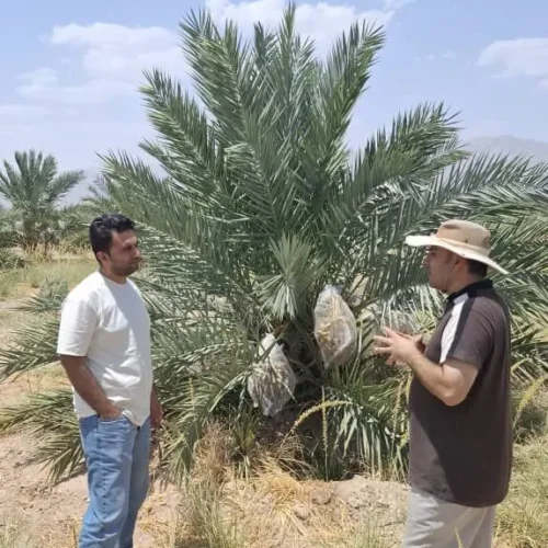 نخلستان خرما - جم