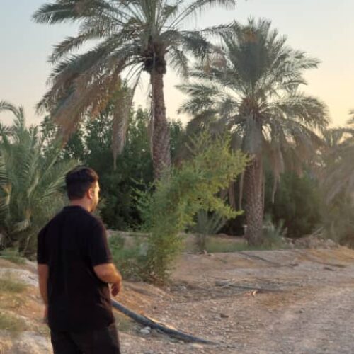 نخلستان خرما - آبپخش