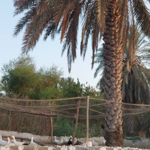 نخلستان خرما - وحدتیه