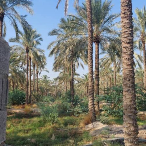 نخلستان خرما - آبپخش