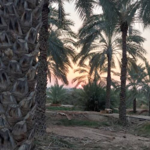 نخلستان خرما - وحدتیه
