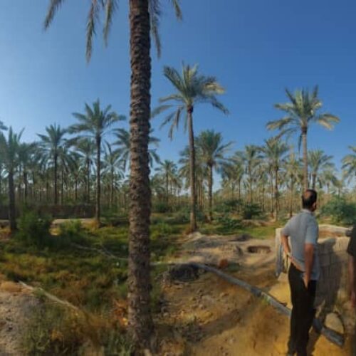 نخلستان خرما - آبپخش