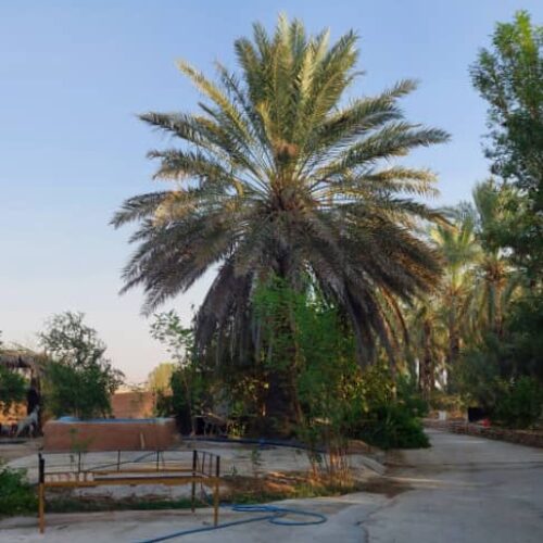 نخلستان خرما - وحدتیه