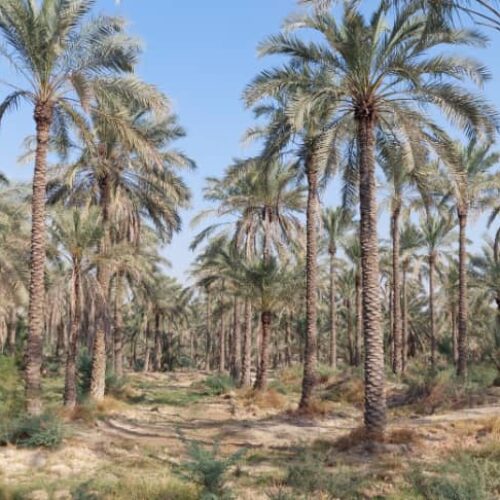 نخلستان خرما - آبپخش