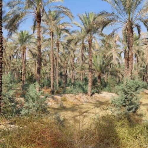 نخلستان خرما - آبپخش