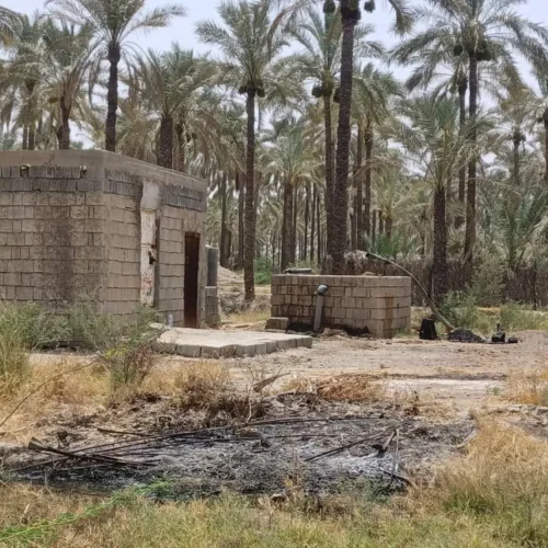 نخلستان خرما - آبپخش