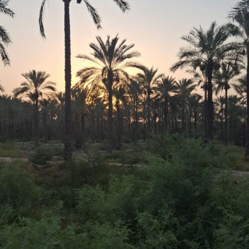 نخلستان خرما - وحدتیه